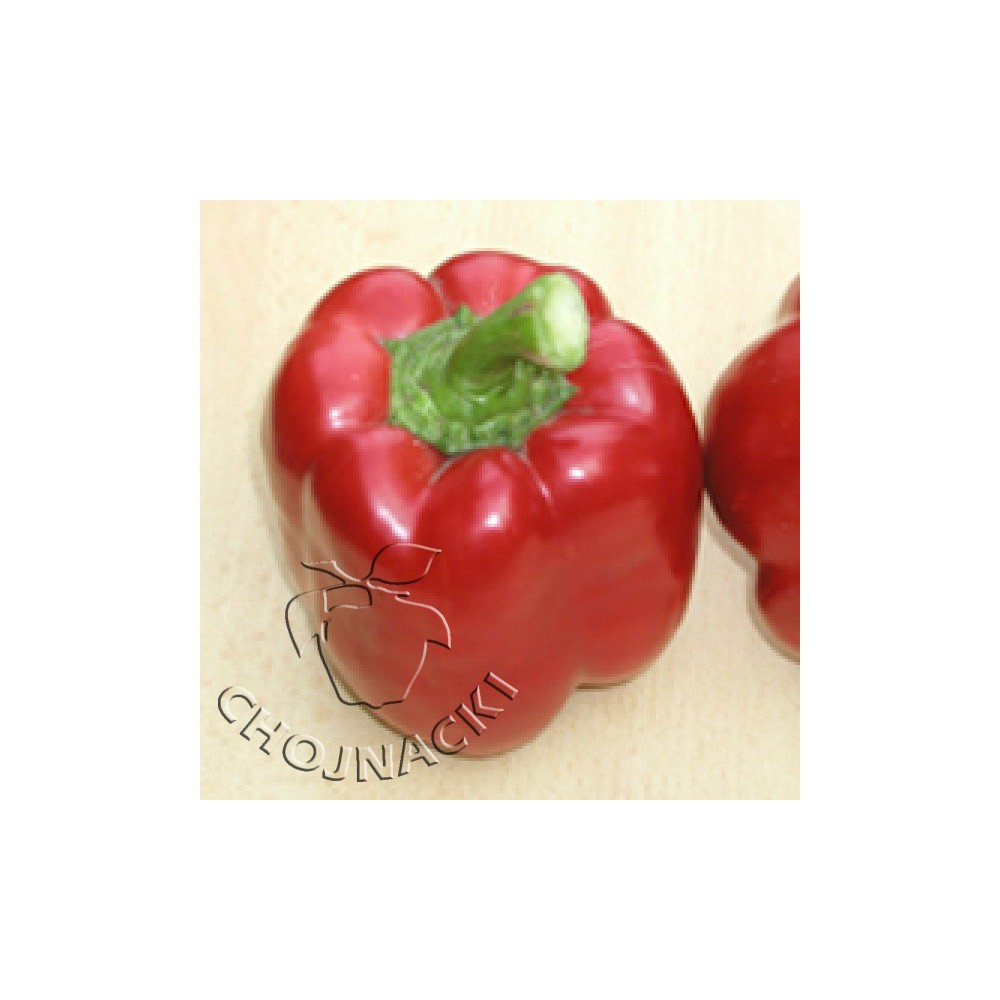 PAPRYKA CZERWONA DO UPRAWY W TUNELU RED KNIGHT F1 500 NAS