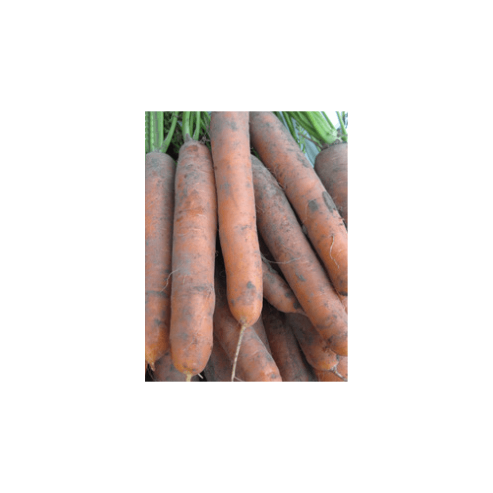 MARCHEW OCTAVO F1 100TYS VILSEED PODK.