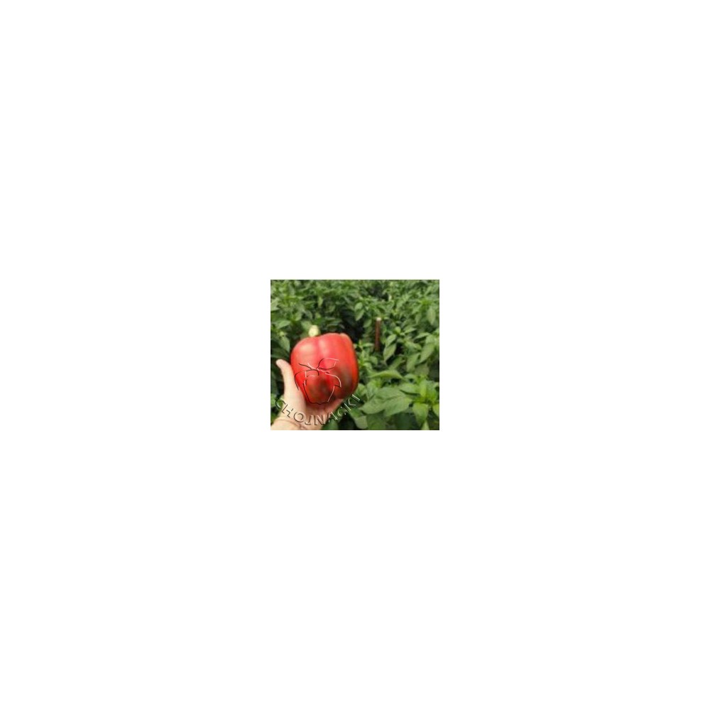 PAPRYKA GRUNTOWA CZERWONA CHOUCA F1 1 TYS ST