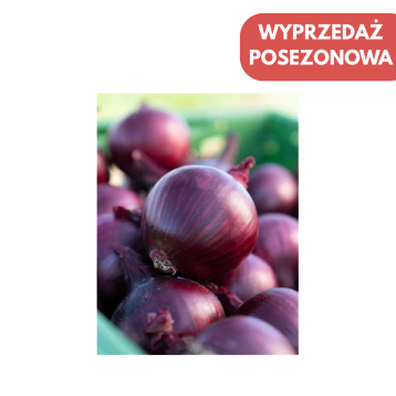 CEBULA CZERWONA ALLURION 250 TYS NAS ST