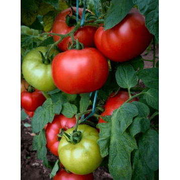 POMIDOR MALINOWY DIMEROSA F1 500 NAS ST