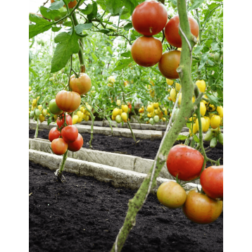POMIDOR MALINOWY DIMEROSA F1 500 NAS ST