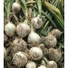 CEBULA BIAŁA OZIMA ELODY 250 GR ST