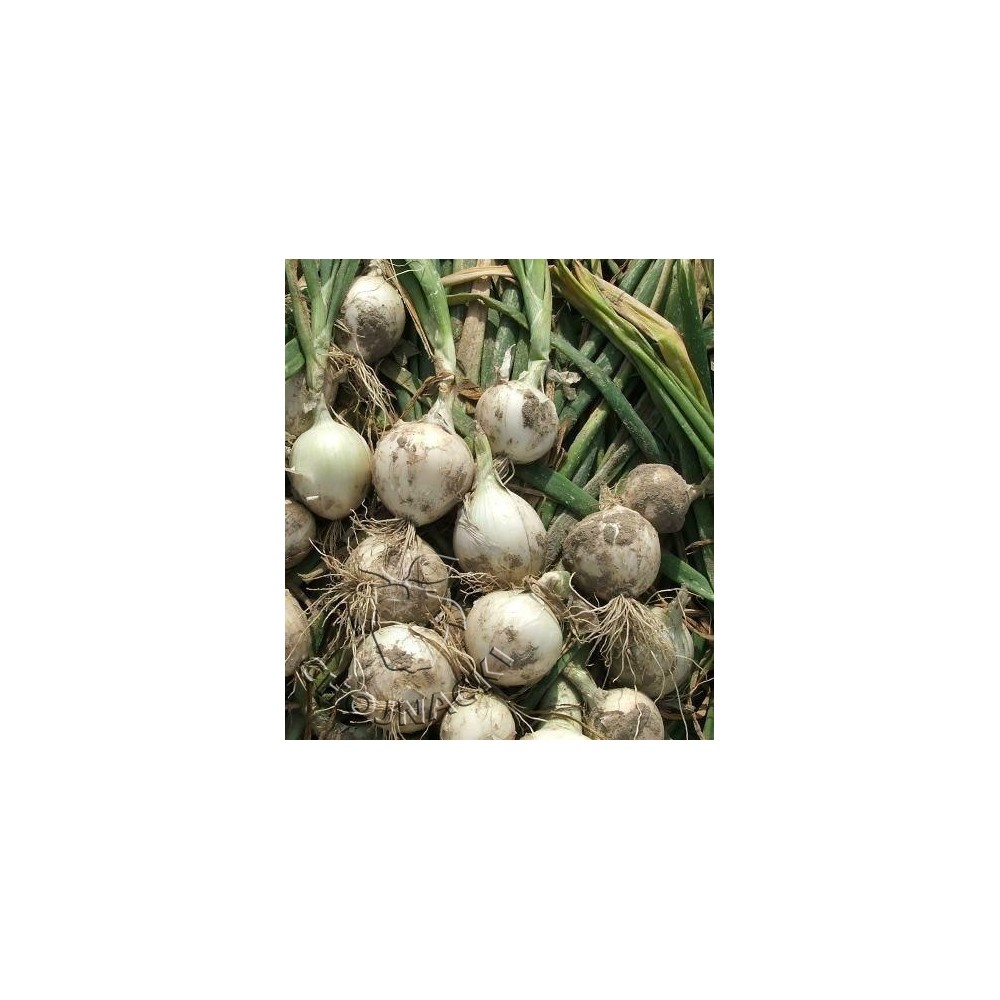 CEBULA BIAŁA OZIMA ELODY 250 GR ST