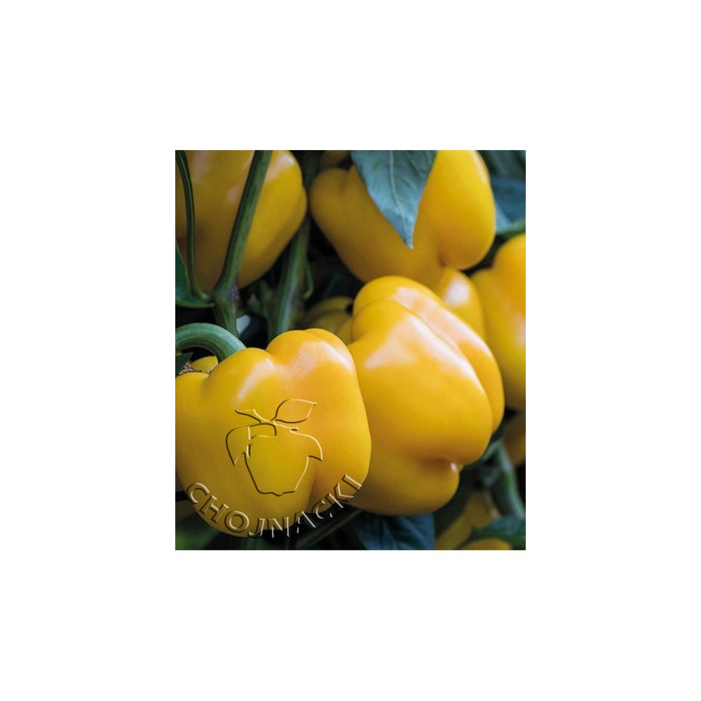 PAPRYKA ZÓŁTA KIOTO 500 NAS ST