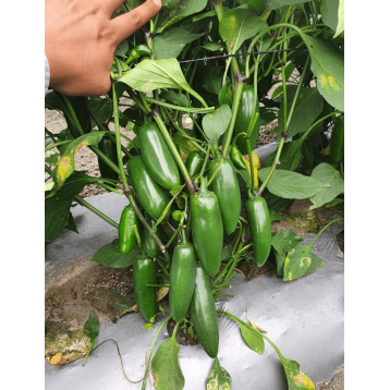 PAPRYKA CUATRERO F1 ZIELONA JALAPENO 500 NAS