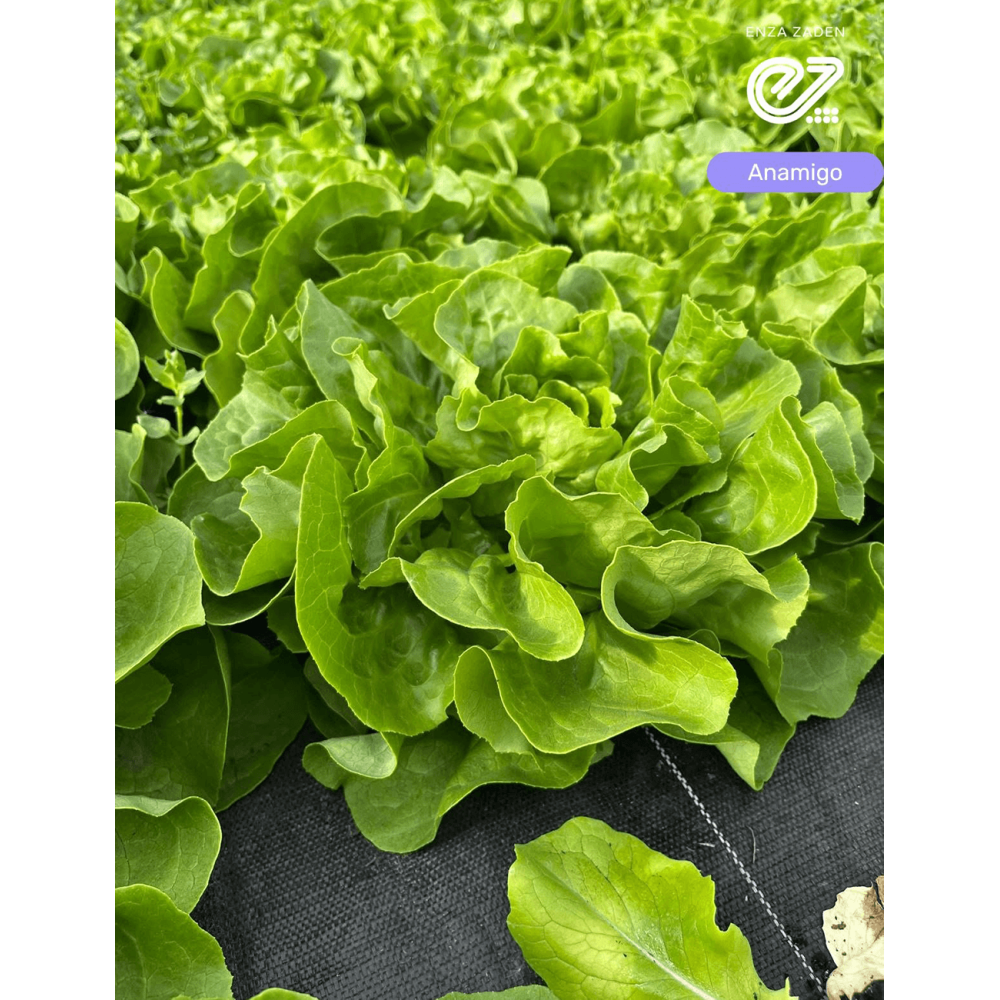 SAŁATA MASŁOWA ANAMIGO 10 TYS OTOCZKOWANE ST