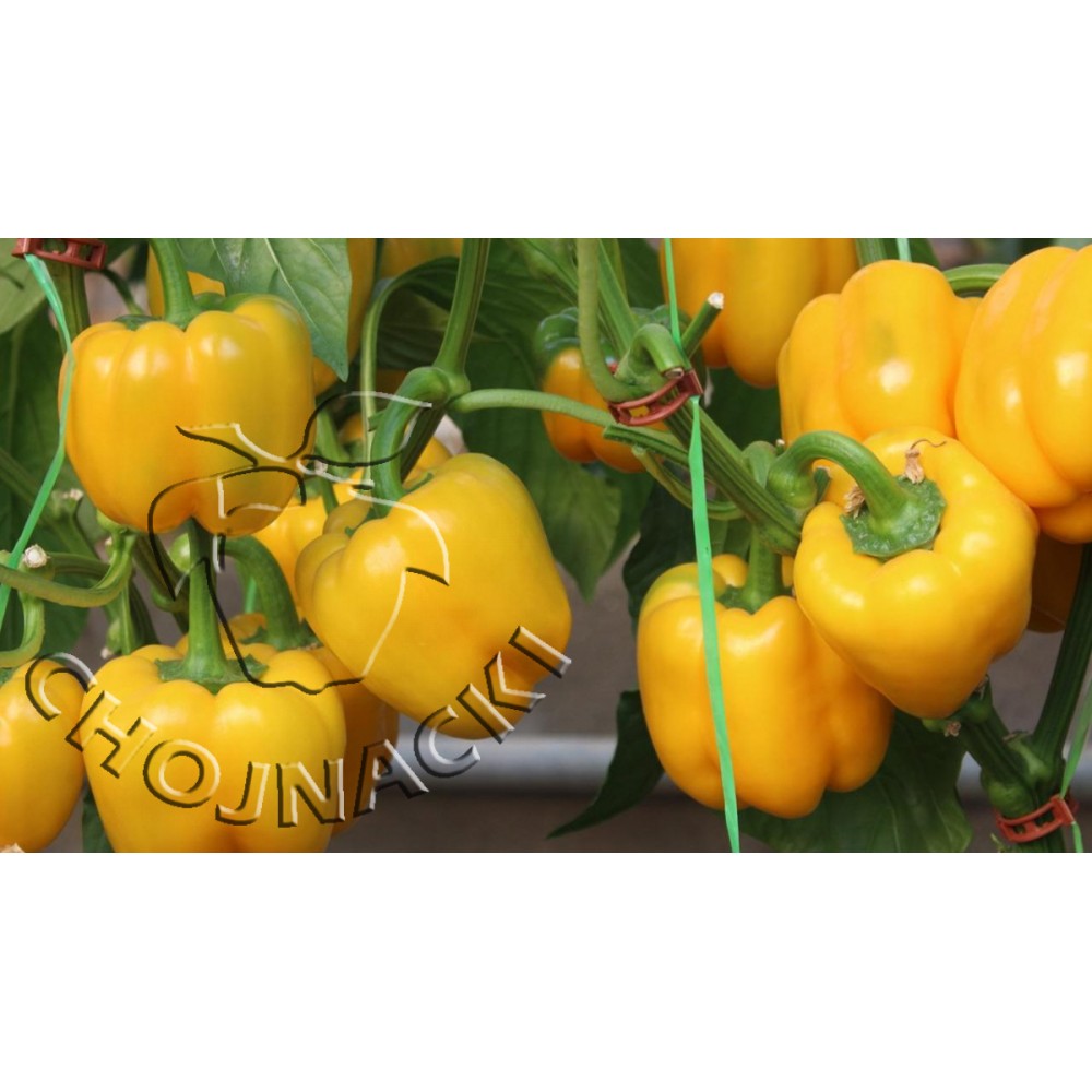 PAPRYKA ŻÓŁTA SUNSTONE 1 TYS