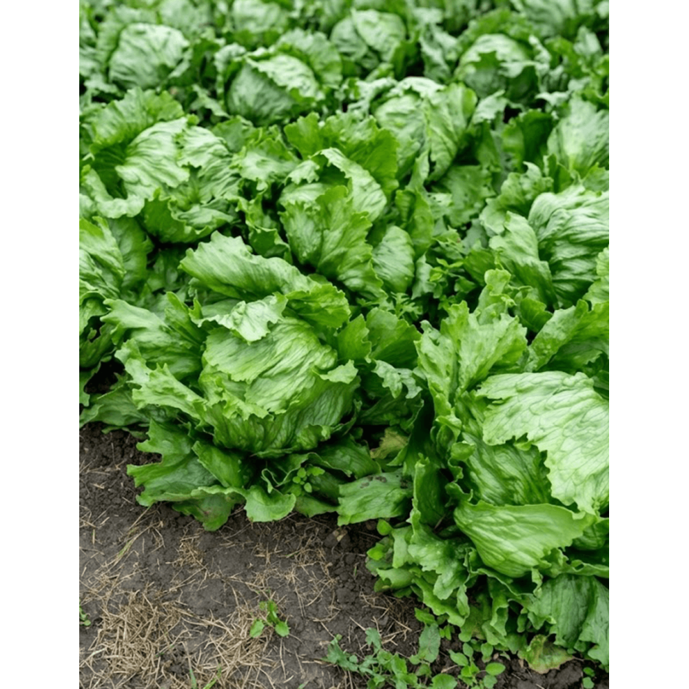 SAŁATA KRUCHA LIANO 10 TYS. OTOCZKA ST