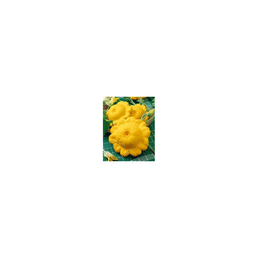 PATISON SUNNY DELIGHT F1 1 TYS
