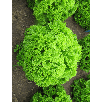 SAŁATA LOLLO BIONDA BRIETTA 10TYS OTOCZKA ST