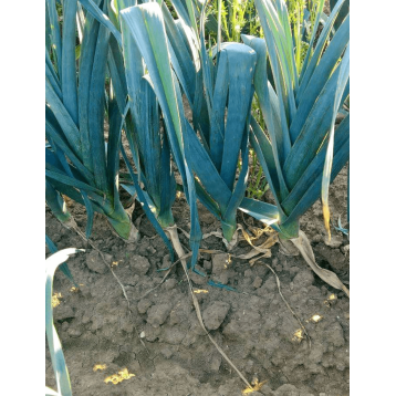 POR CHEROKEE 10 TYS PREC.  ORGANIC STD