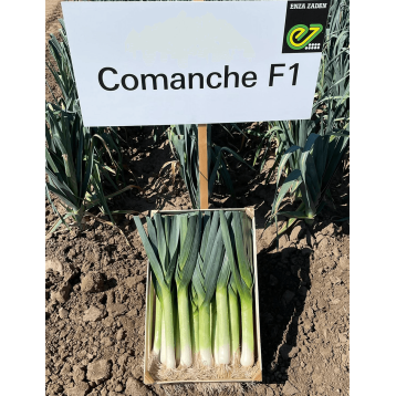 POR COMANCHE F1 10 TYS ST