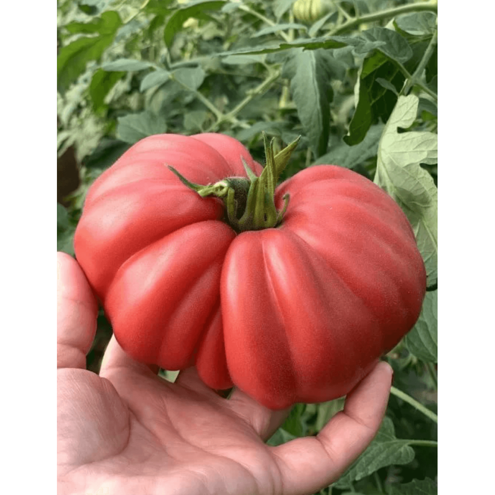 POMIDOR MAMIPINK 500N