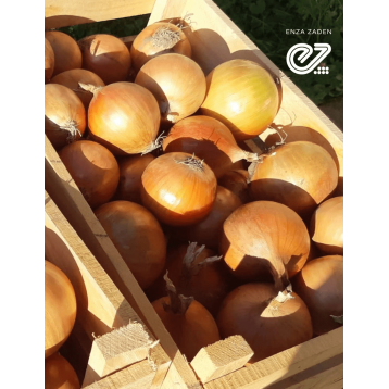 CEBULA JATOBA 250 TYS PREC. ST