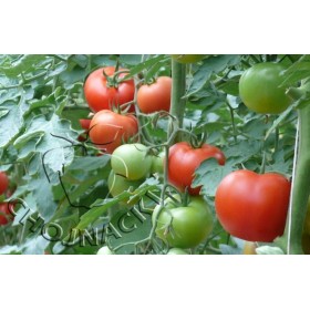 POMIDOR BODERINE F1 500 NAS ST