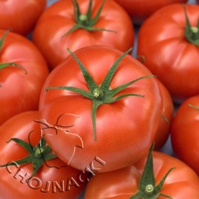 POMIDOR BUVENA 500 NAS ST