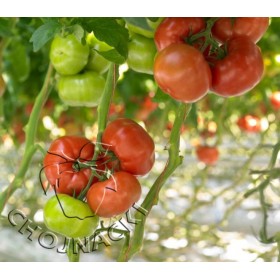 POMIDOR BUVENA 500 NAS ST