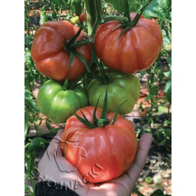 POMIDOR CASSAROSA F1 250 NAS