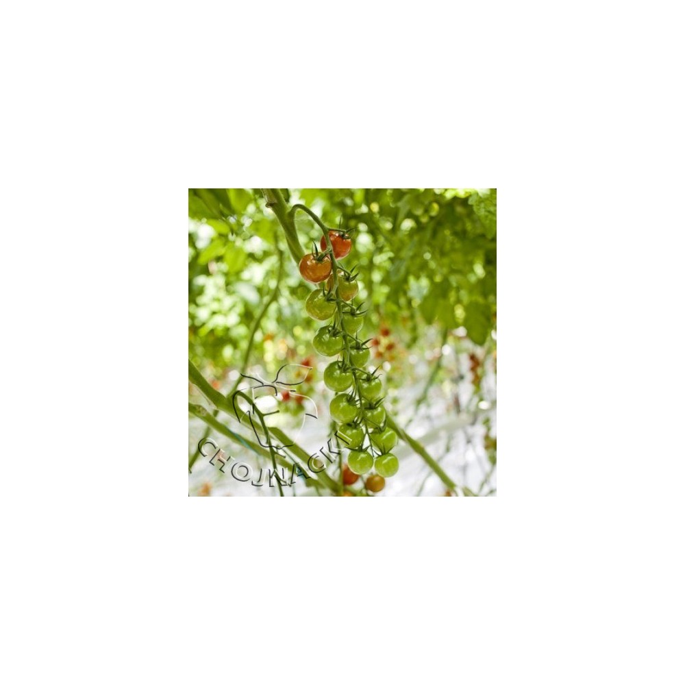 POMIDOR CHERRY DALTARY RZ F1 1 TYS ST