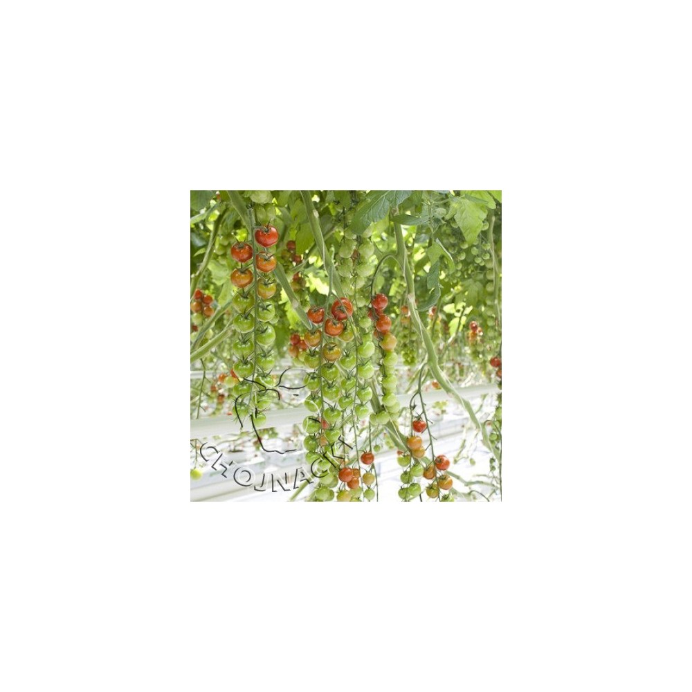POMIDOR CHERRY SASSARI RZ F1 1 TYS ST