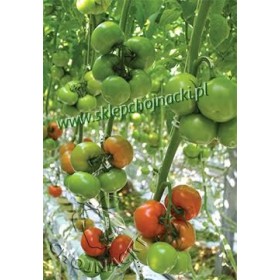 POMIDOR EDAMSO F1 500 NAS ST