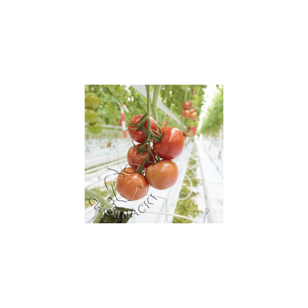 POMIDOR ENDEAVOUR RZ F1 1 TYS ST
