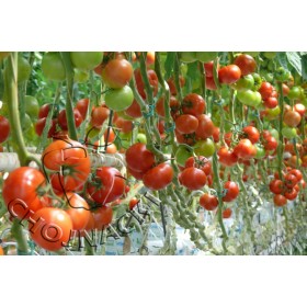 POMIDOR EPUNDO F1 500 NAS ST