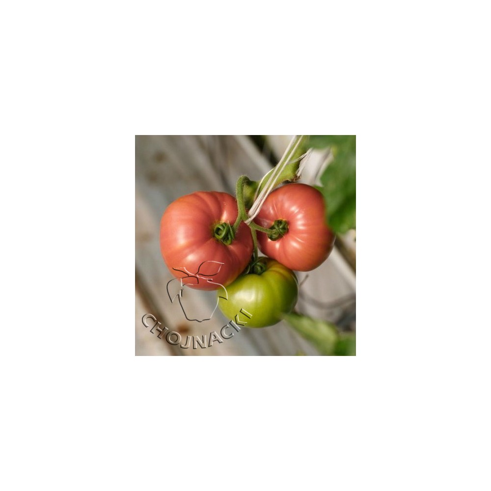 POMIDOR ESMIRA RZ F1 1 TYS ST