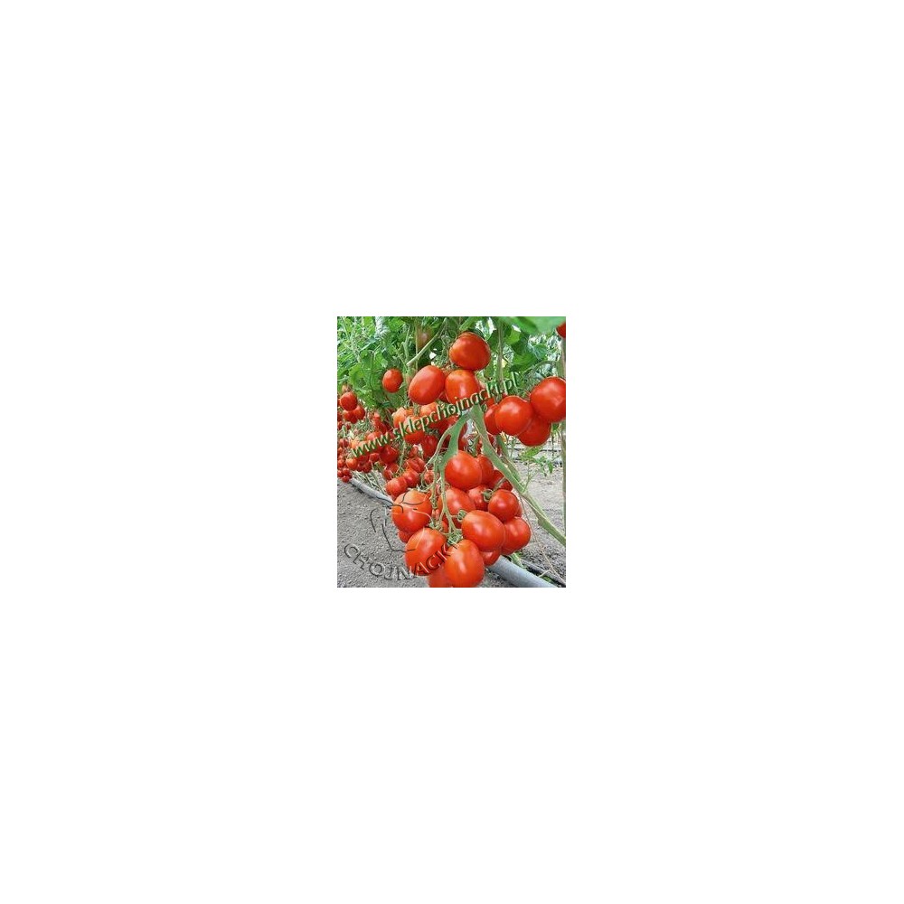 POMIDOR GRUNTOWY BENITO 5 GR