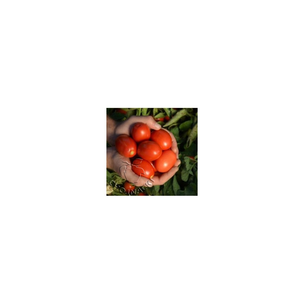 POMIDOR GRUNTOWY C317 F1 5 TYS ST