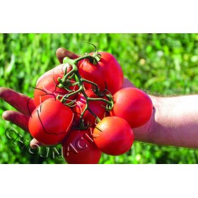 POMIDOR GRUNTOWY EDIMAR F1 10 TYS OTOCZKA ST