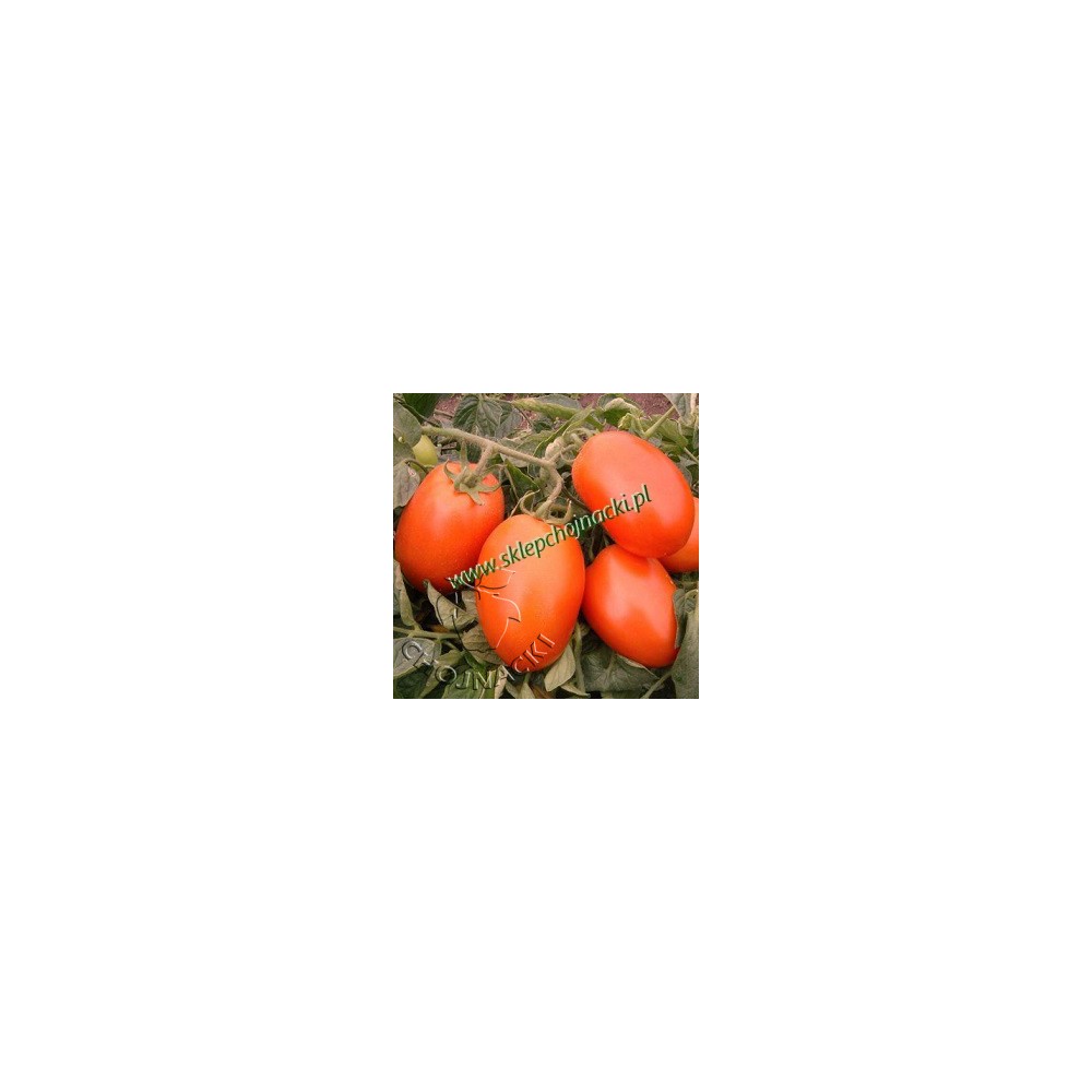 Pomidor gruntowy Galilea F1 5 tys ST