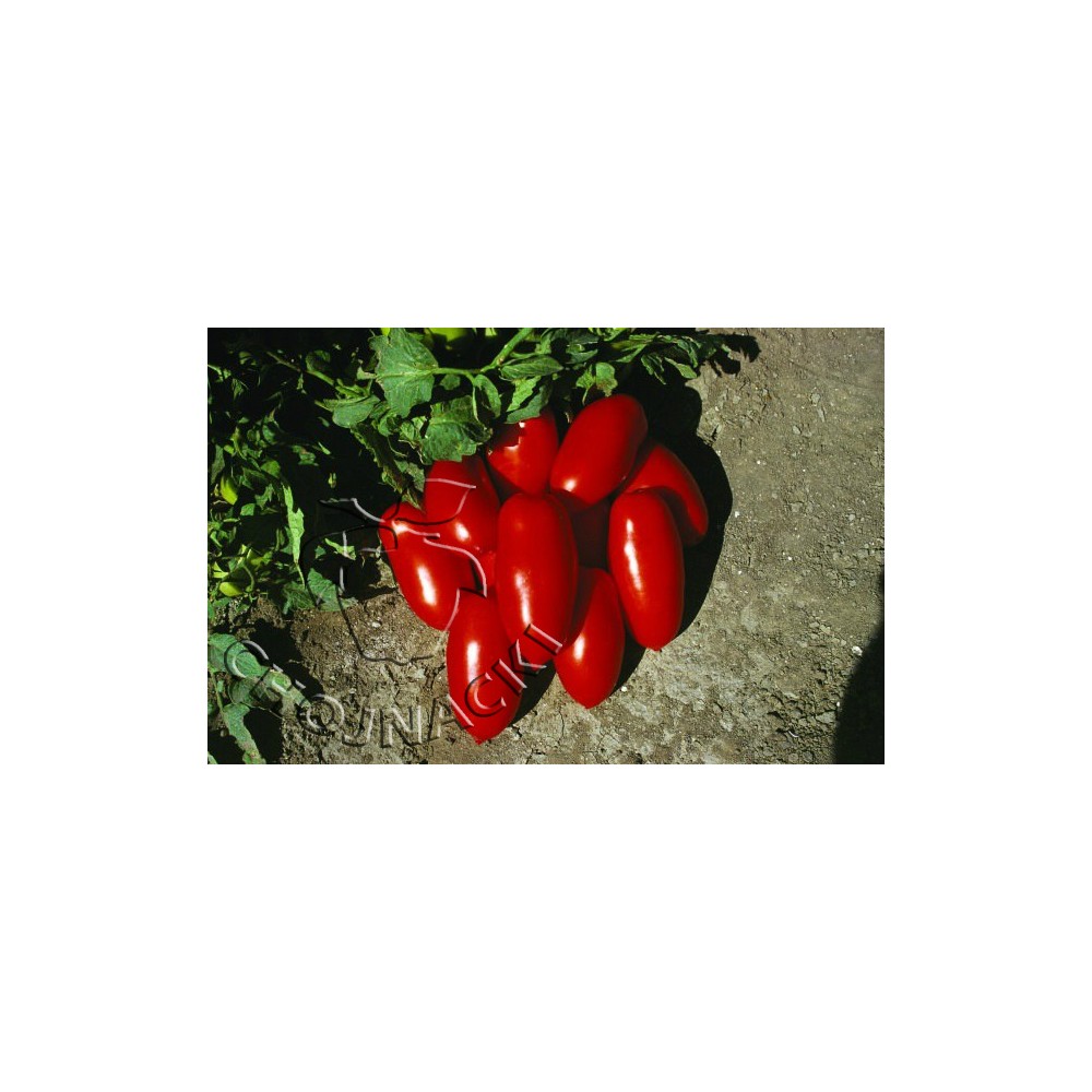 POMIDOR GRUNTOWY INCAS F1 1 TYS
