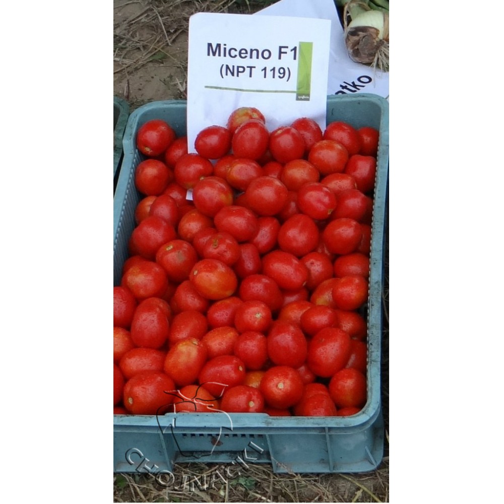 POMIDOR GRUNTOWY MICENO F1 25 TYS OTOCZKOWANY ST