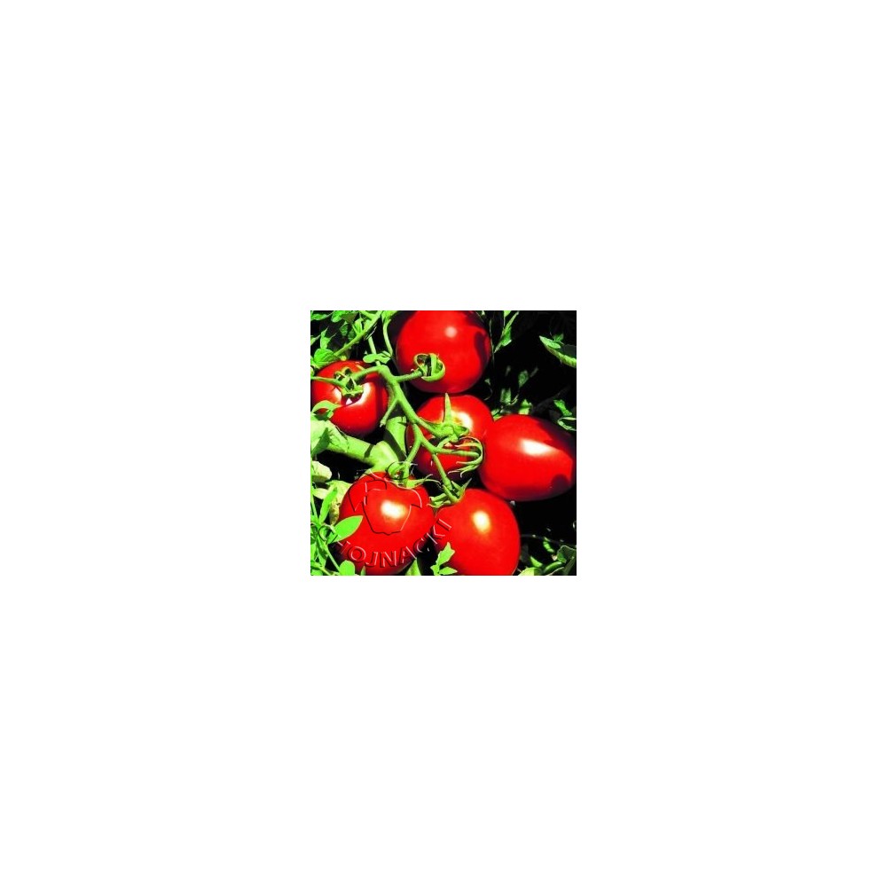 POMIDOR GRUNTOWY PEGASO F1 5 TYS ST