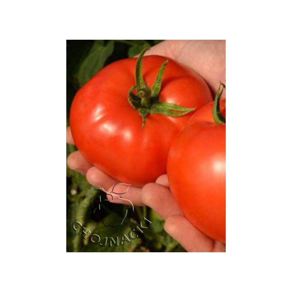 POMIDOR GRUNTOWY RED DEUCE F1 5 TYS ST