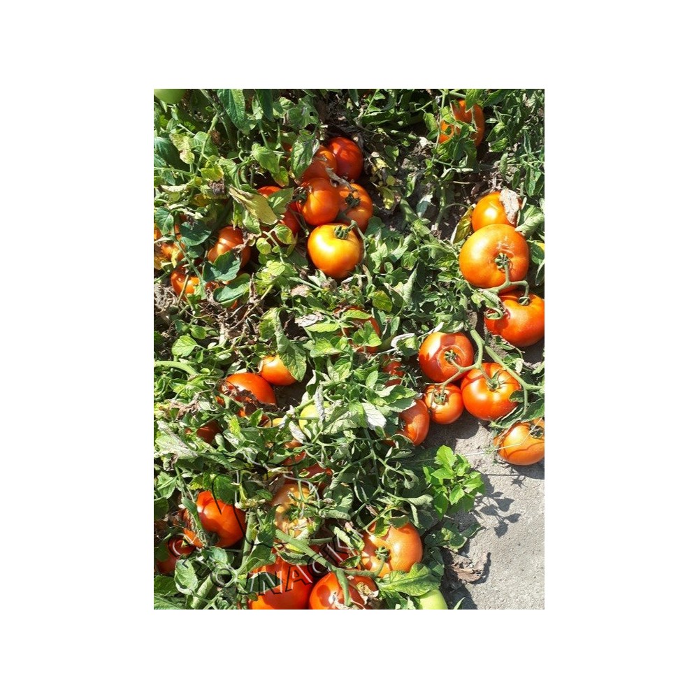 POMIDOR GRUNTOWY REDIANA 5 TYS ST
