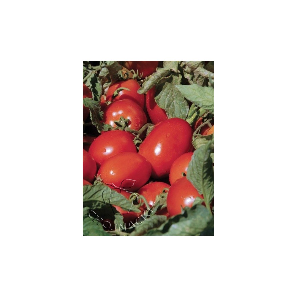 POMIDOR GRUNTOWY ZEPLIN F1 5 TYS ST