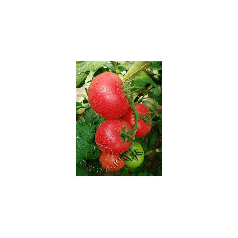 POMIDOR GUSTO PINK F1 100 NAS