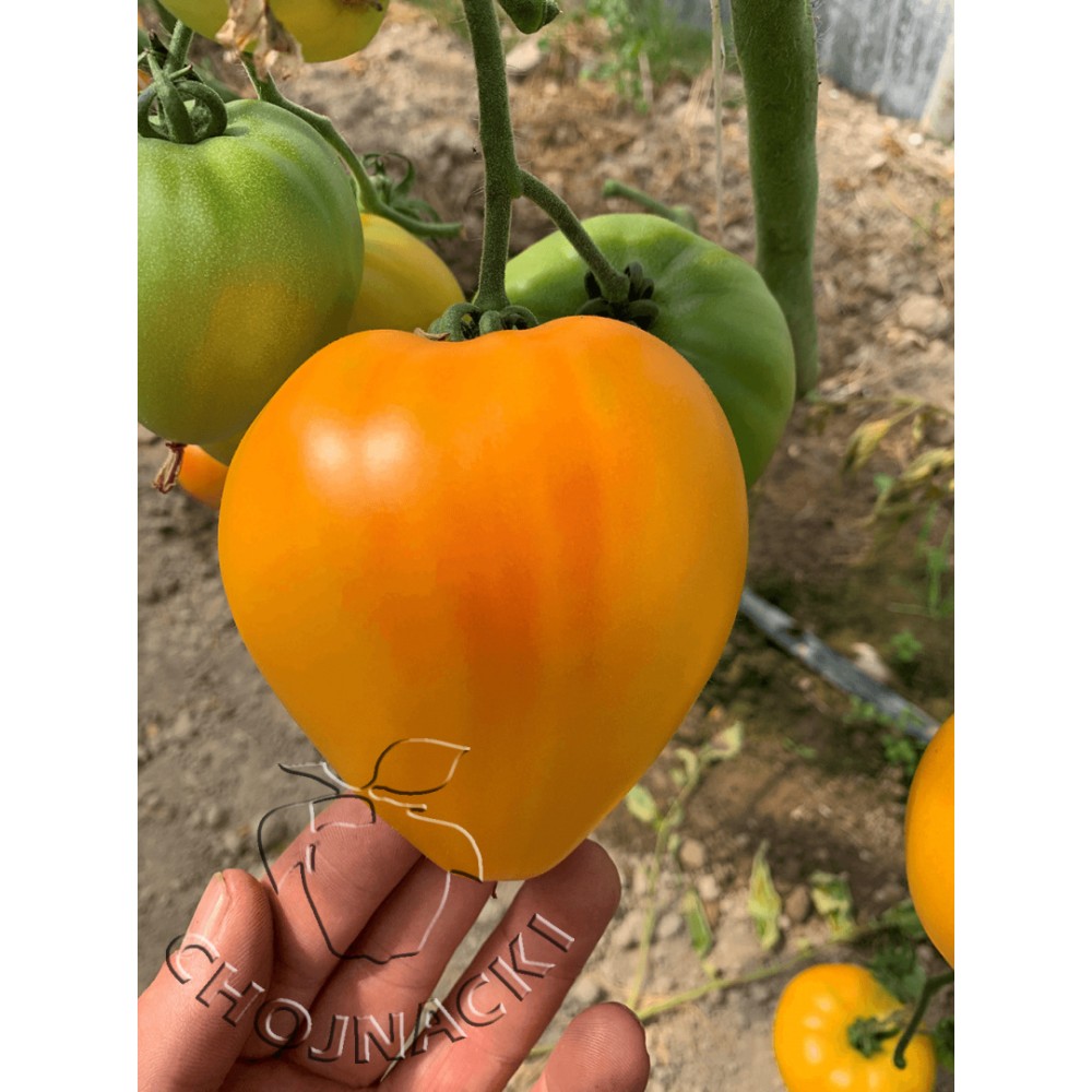 POMIDOR HMC44171 GOURMANSUN F1 250 NAS