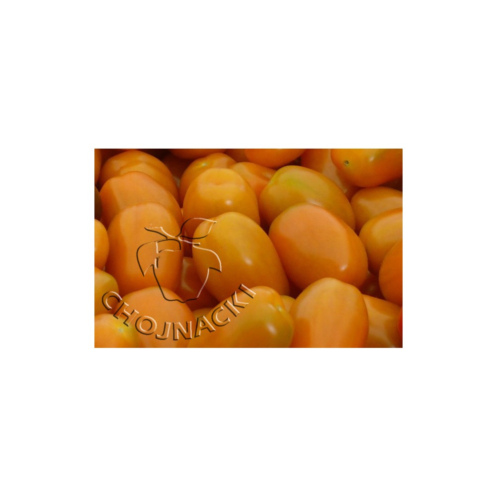 POMIDOR KOKTAJLOWY BAMBELO F1 500 NASION ST