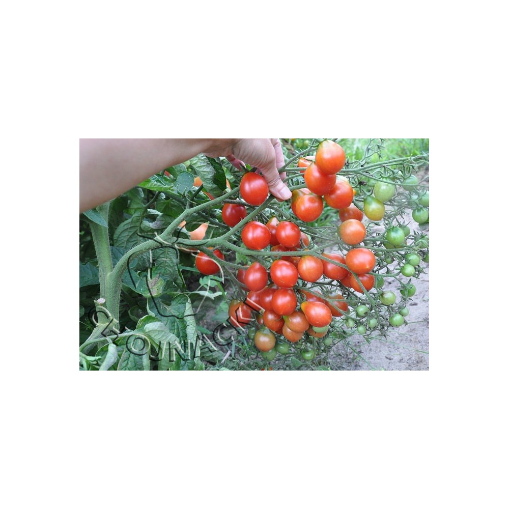 POMIDOR KOKTAJLOWY CZERWONY BELLASTAR F1 100 NAS ST