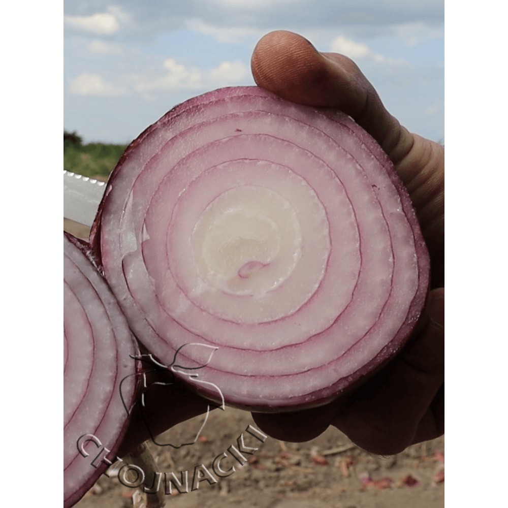 CEBULA OZIMA DIVINASTAR F1 250TYS