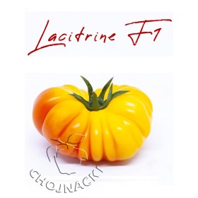 POMIDOR LACITRINE F1 1000N