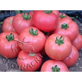 POMIDOR MALINOWY DIMEROSA F1 500 NAS ST