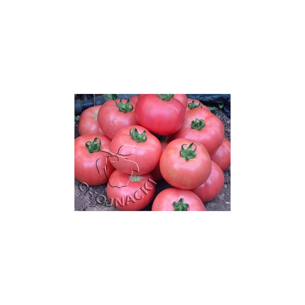 POMIDOR MALINOWY DIMEROSA F1 500 NAS ST