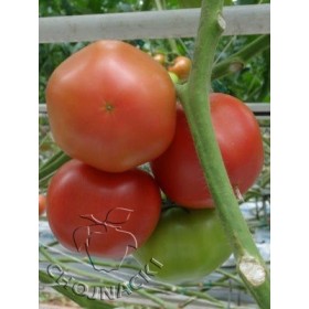 POMIDOR MALINOWY MALUNO F1 500 NAS ST