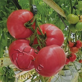 POMIDOR MALINOWY MATURBO 500 NAS