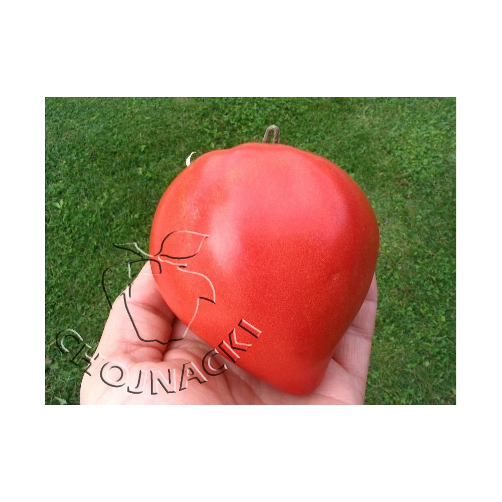 POMIDOR OXHEART 10G